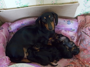 домашнее животное #918641