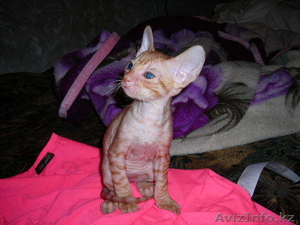 котята пород  корниш рексы (полу лысые) #915474