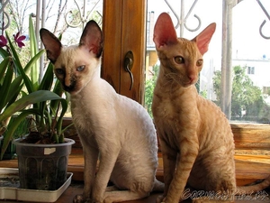 Кудрявые котята корниш-рекс #921625