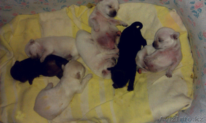 милые питомцы для выставок и шоу #917819