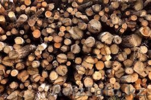 Пилим деревья в Алматы. Качественно. Безопасно. Гибкая система скидок. #914015