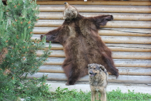 ПРОДАМ ШКУРУ МЕДВЕДЯ #915980