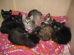 Отдам котят в хорошие заботливые  руки #913590