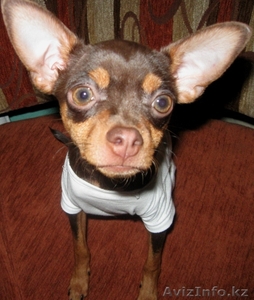 Вязка Русский Той Терьер  #908454