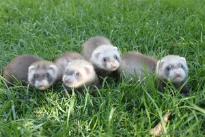 Хорьки ручные (Фретки) #915132