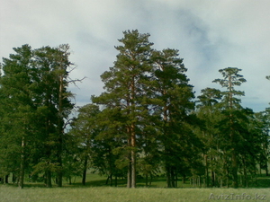 Продам участок земли в лесу. в Астане,  в Акколе #918663