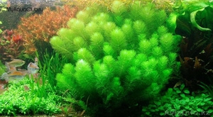 Аквариумные растения в большом ассортименте: #915750