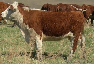 Товарный и чистопородный племенной скот на разведение #921812