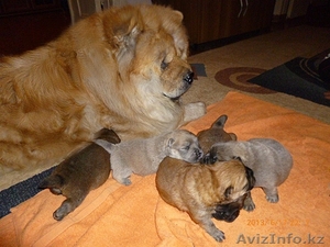 Продам щенят Чау-Чау #918518