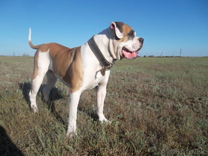 Вязка американского бульдога #909411