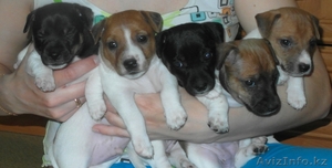 Щенки джек рассел терьера в г.Астана  #894770