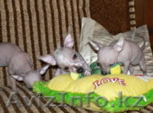 Щенки мексиканской голой собаки мини. #908766