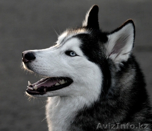 Сибирский Хаски. Ошейник и поводок в подарок. Жми #914399