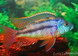 Аквариумные рыбки в большом ассортименте #915749