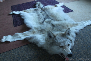 Шкура и голова волка #918890