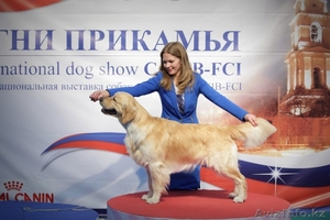 Перспективные щенки золотистого ретривера #910995