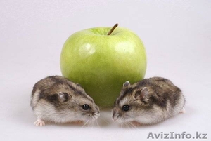 Продаются чудесные джунгарские хомячки #924242