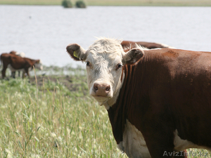 Продается племенной скот #922468
