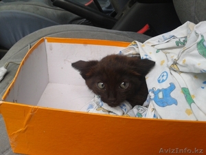 Отдам милого черно-рыжего котенка #927915