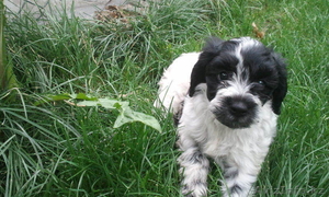 Продам щенков породы Русский охотничий спаниель #930128