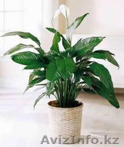 Уход за цветами! #931698