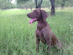 Продам щенков курцхаара,  35 000 тенге,  тогр уместен #922220