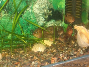 Хромис красавчик возможен обмен #923831