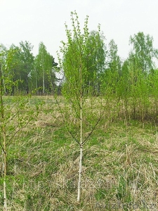 Максим 87712547807 #922682