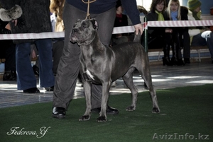 щенки кане корсо #922169