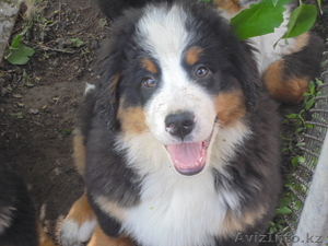 Щенки Бернского Зенненхунда(швейцарская овчарка) #934785