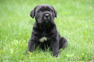 щенок Кане корсо итальяно #926795