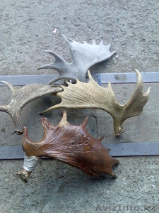 Куплю рога лося #933755
