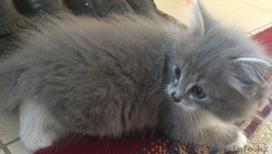 Отдам в надежные руки котят #934841