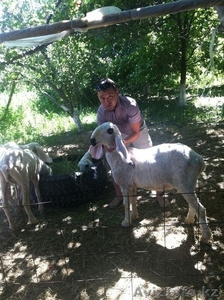 Продаю баранов редкой породы ДОЛАН #929922