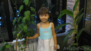 ДОМАШНЫЙ МИНИ САДМИК  #930745