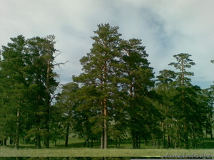 СРОЧНО! Продам участок земли в лесу в охотничьем хозяйстве! #923966