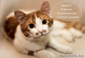 Очаровательный рыжий котик в дар #936013