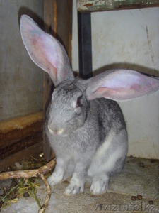 Продажа кроликов великанов #927719
