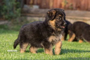 Продам элитных щенков Немецкой Овчарки 1.5мес. #931337