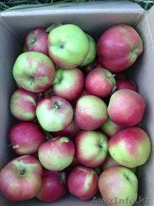 ЯБлоки оптом Алматы от производителя. Американка, Золотое-превосходное.  #946069