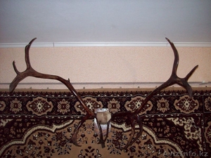 Продам рога Северного Оленя #948692