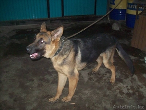 Парода Чапрак продам  #949239