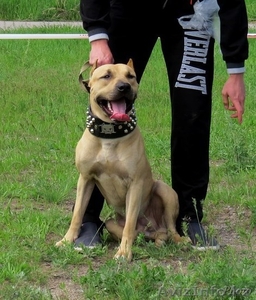 Щенки питбуля с родословной #942115