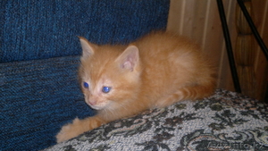 Отдаю в добрые руки рыжего котенка-мальчика #946731