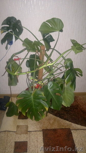 продам комнатное растение-монстера #941023