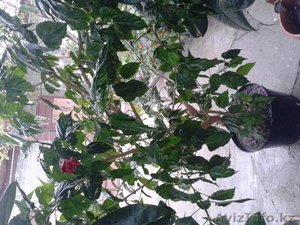 Фикусы и Китайская роза цветущая #949416