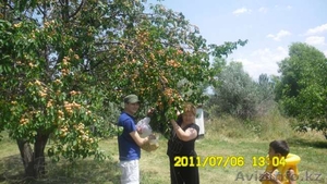 срочно продается 1, 5 га участка под курортный бизнес,  дом,  сад. рядом лагерь эде #948336