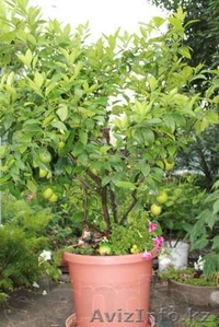 Лимон плодоносящий #940917