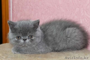 Продам котят экзотов  #948540