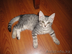 Отдам котёнка в добрые и хорошие руки. #949947